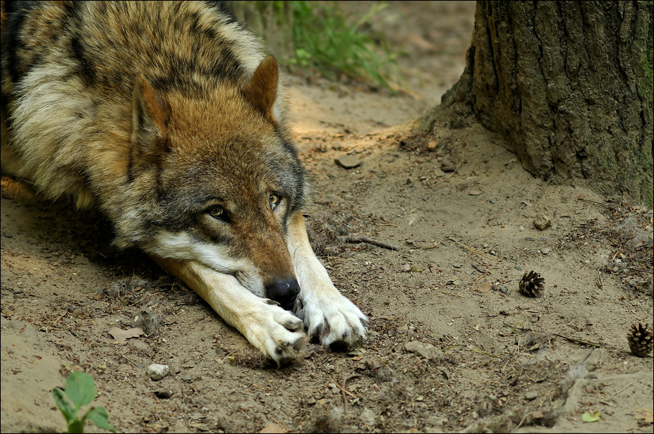 European wolf at Wildpark Schwarze Berge