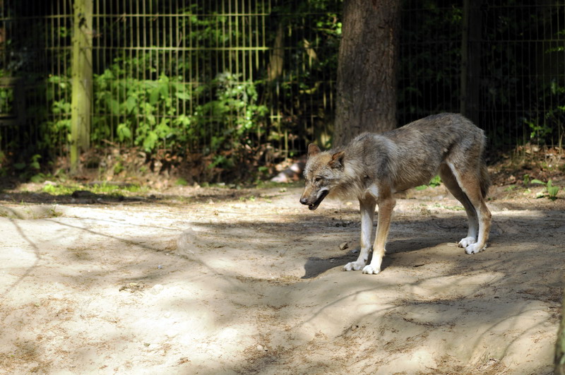 European wolf at Wildpark Schwarze Berge