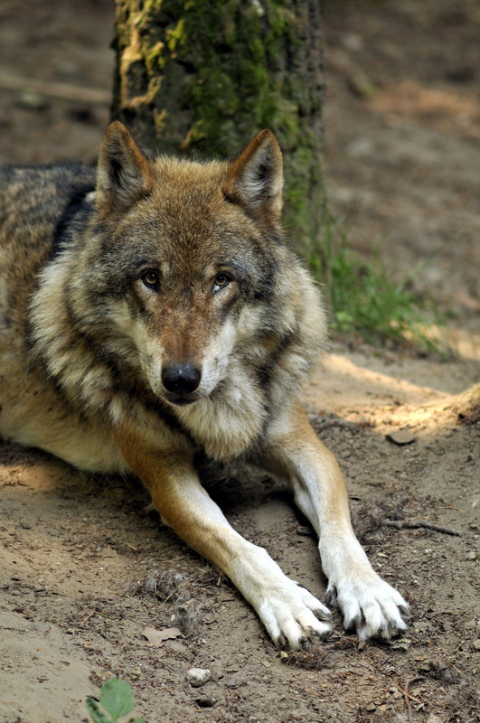 European wolf at Wildpark Schwarze Berge