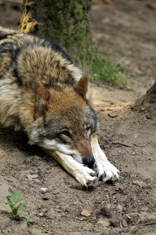 European wolf at Wildpark Schwarze Berge