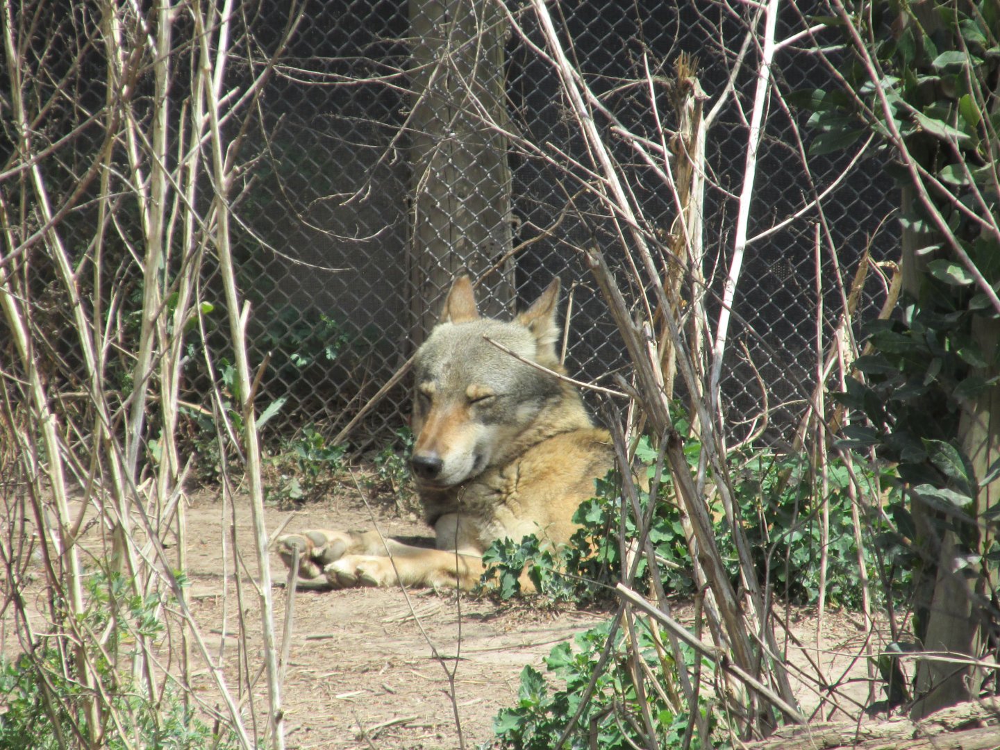 european wolf buin zoo