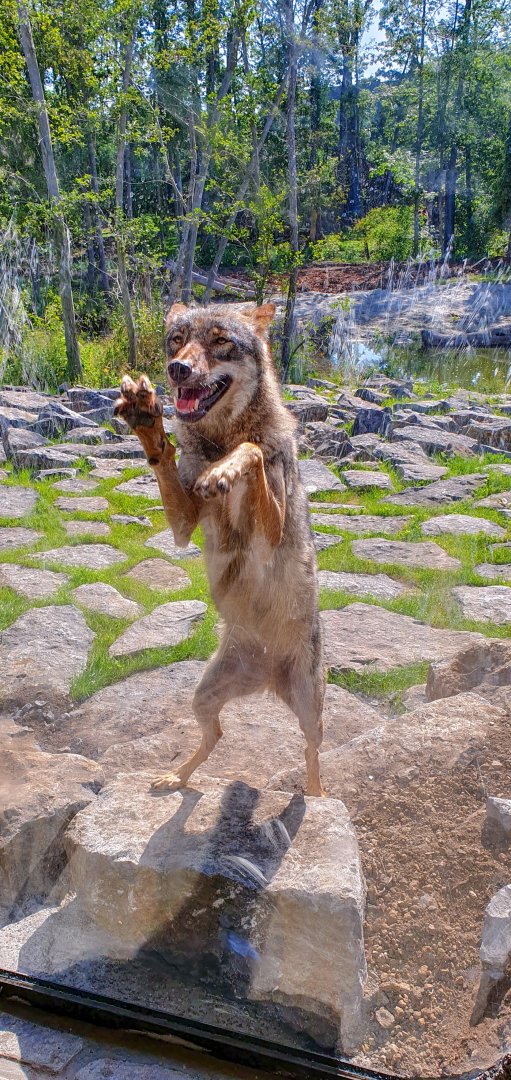 European wolf (Canis lupus lupus) - The Last Frontier