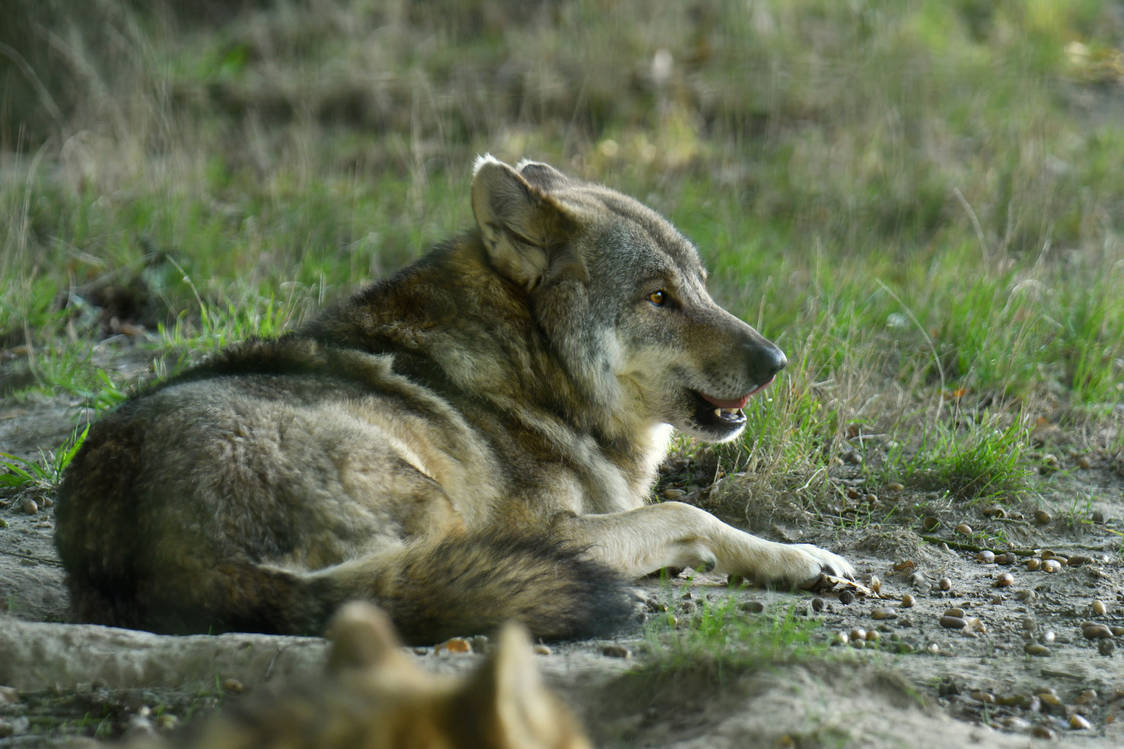 European wolf (Canis lupus lupus)