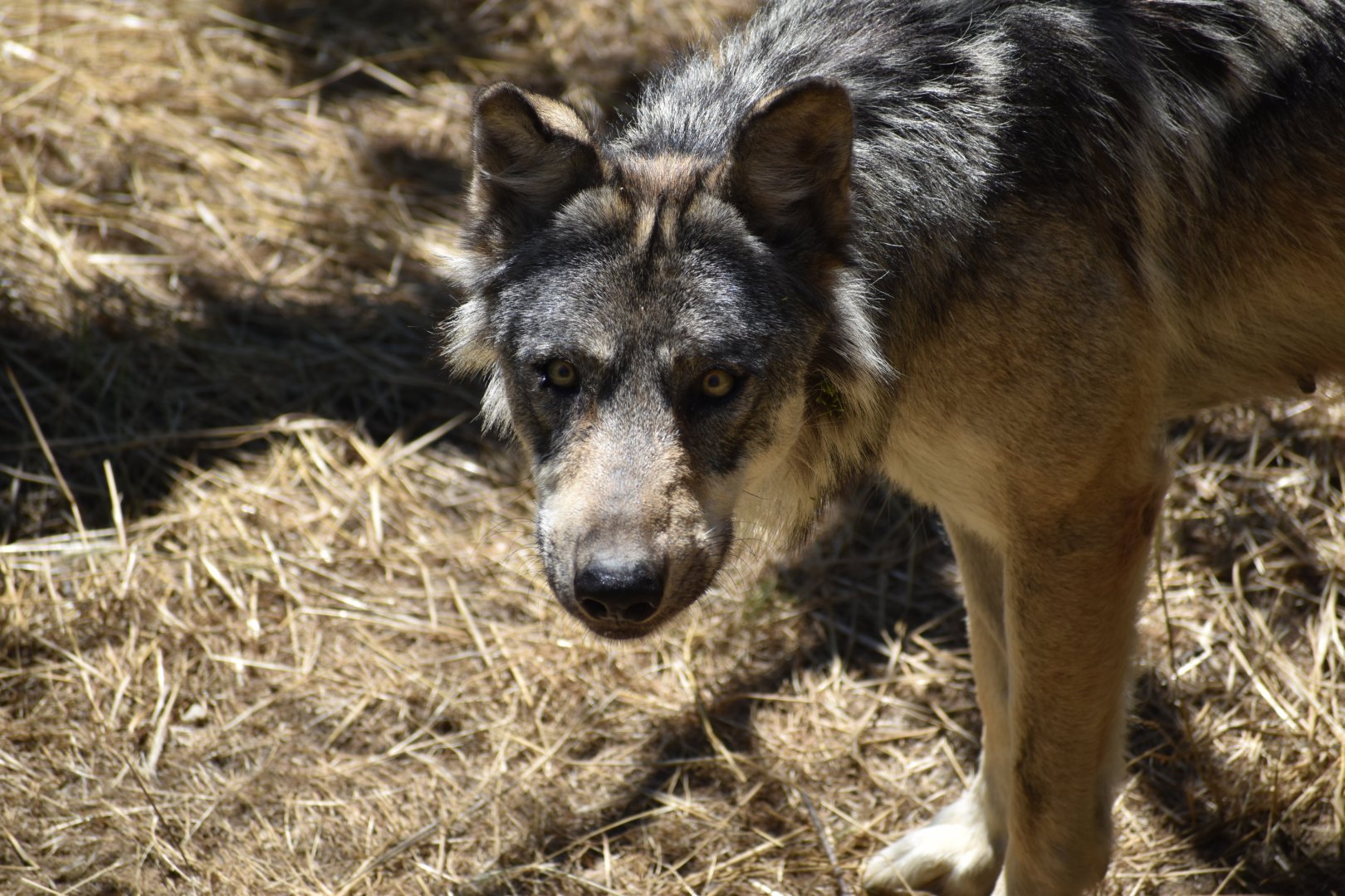 European wolf (Canis lupus lupus)
