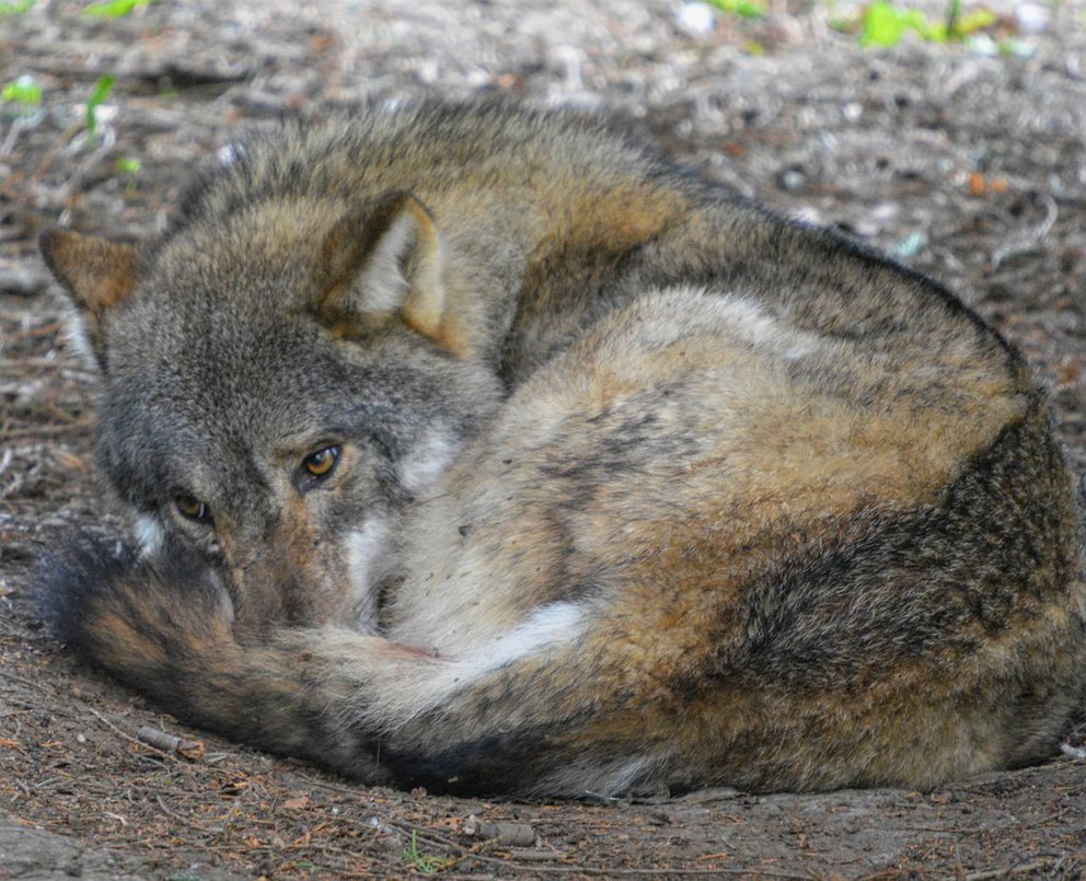 European Wolf (Ember)