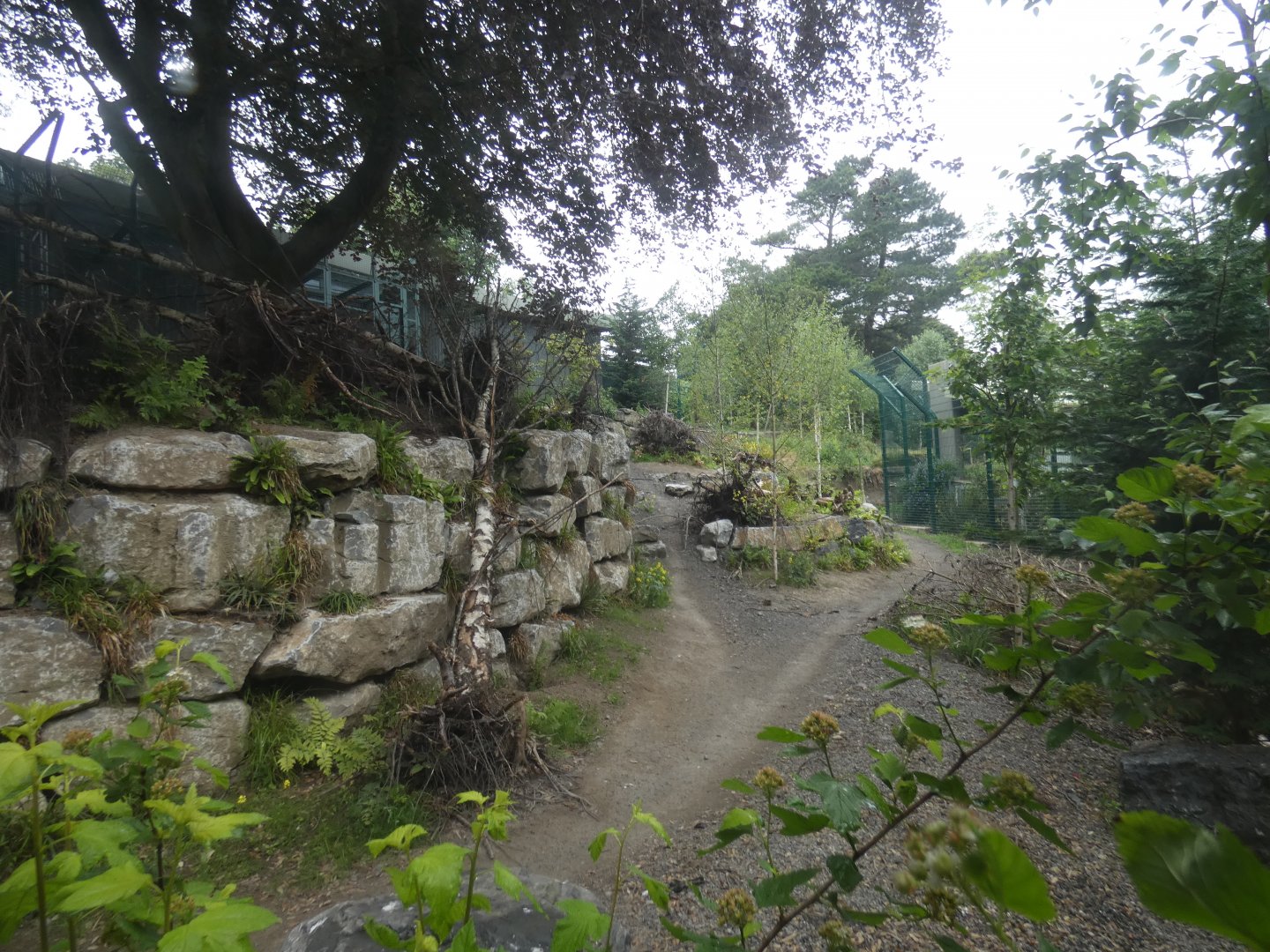 European wolf enclosure (2)