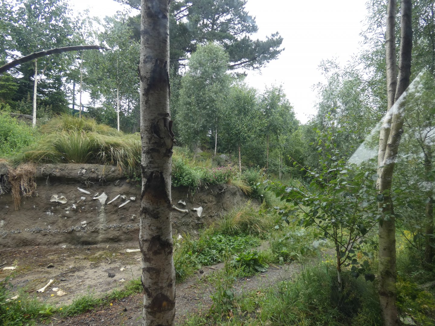 European wolf enclosure (3)