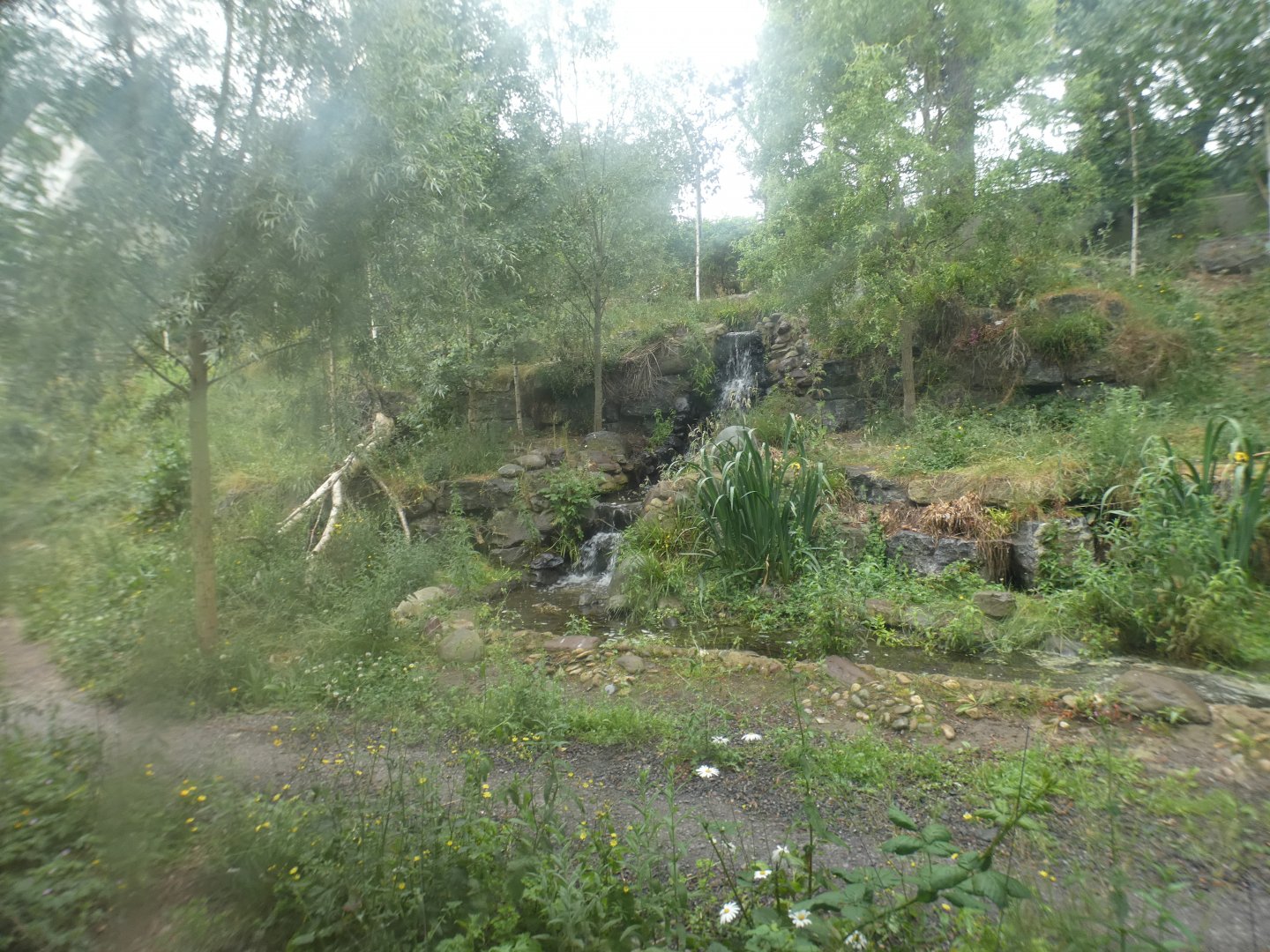 European wolf enclosure (4)