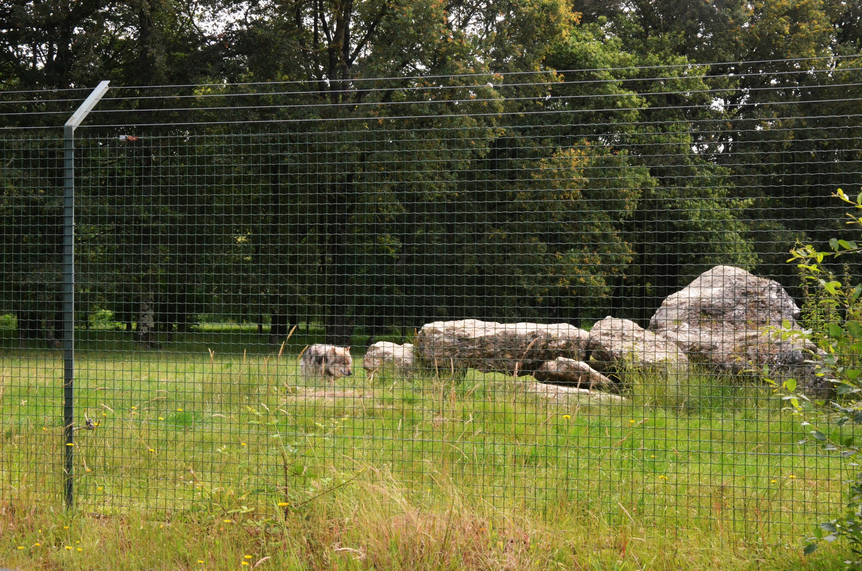 European Wolf Enclosure at Haute-Touche, 14/06/18