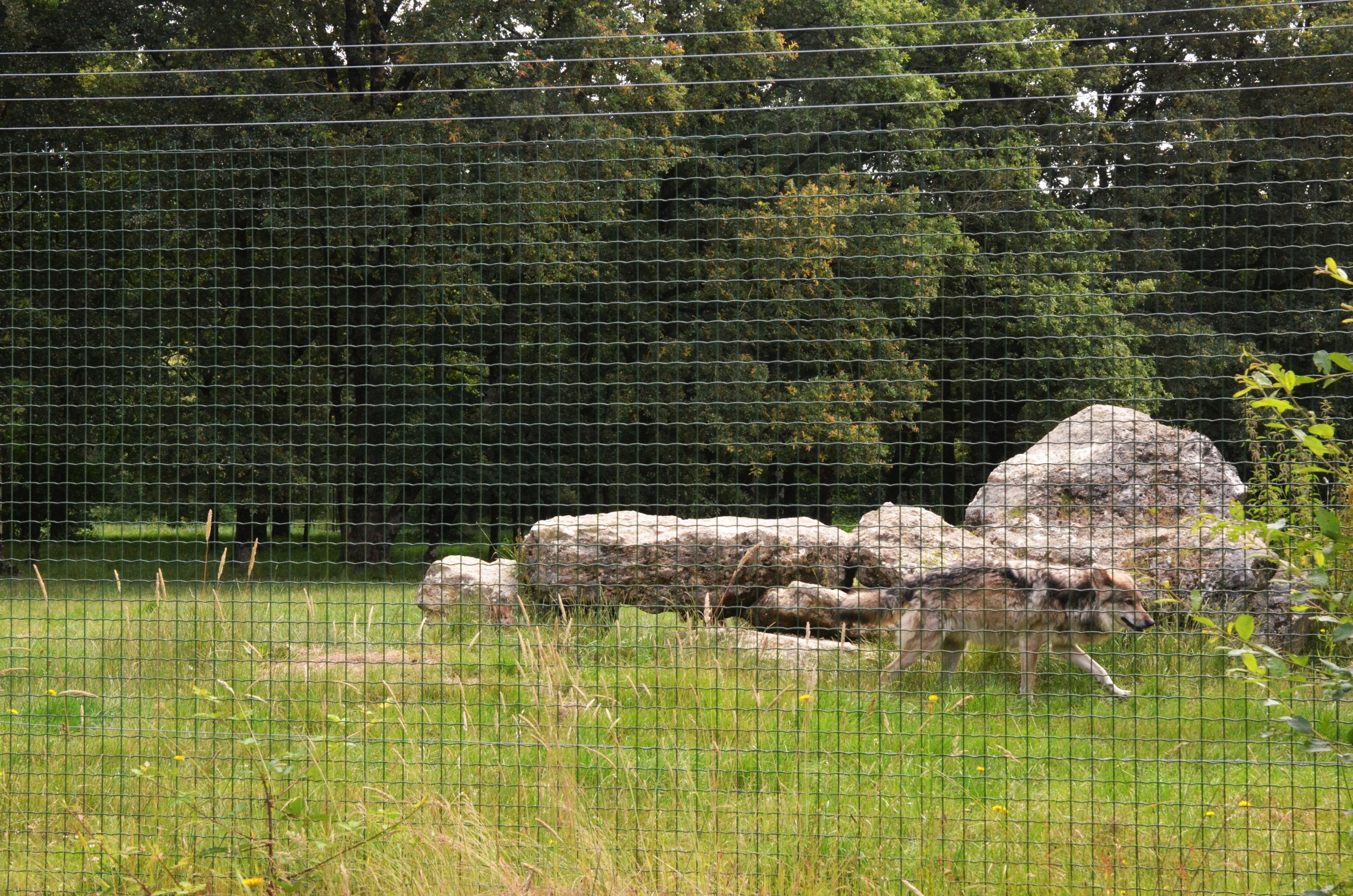 European Wolf Enclosure at Haute-Touche, 14/06/18