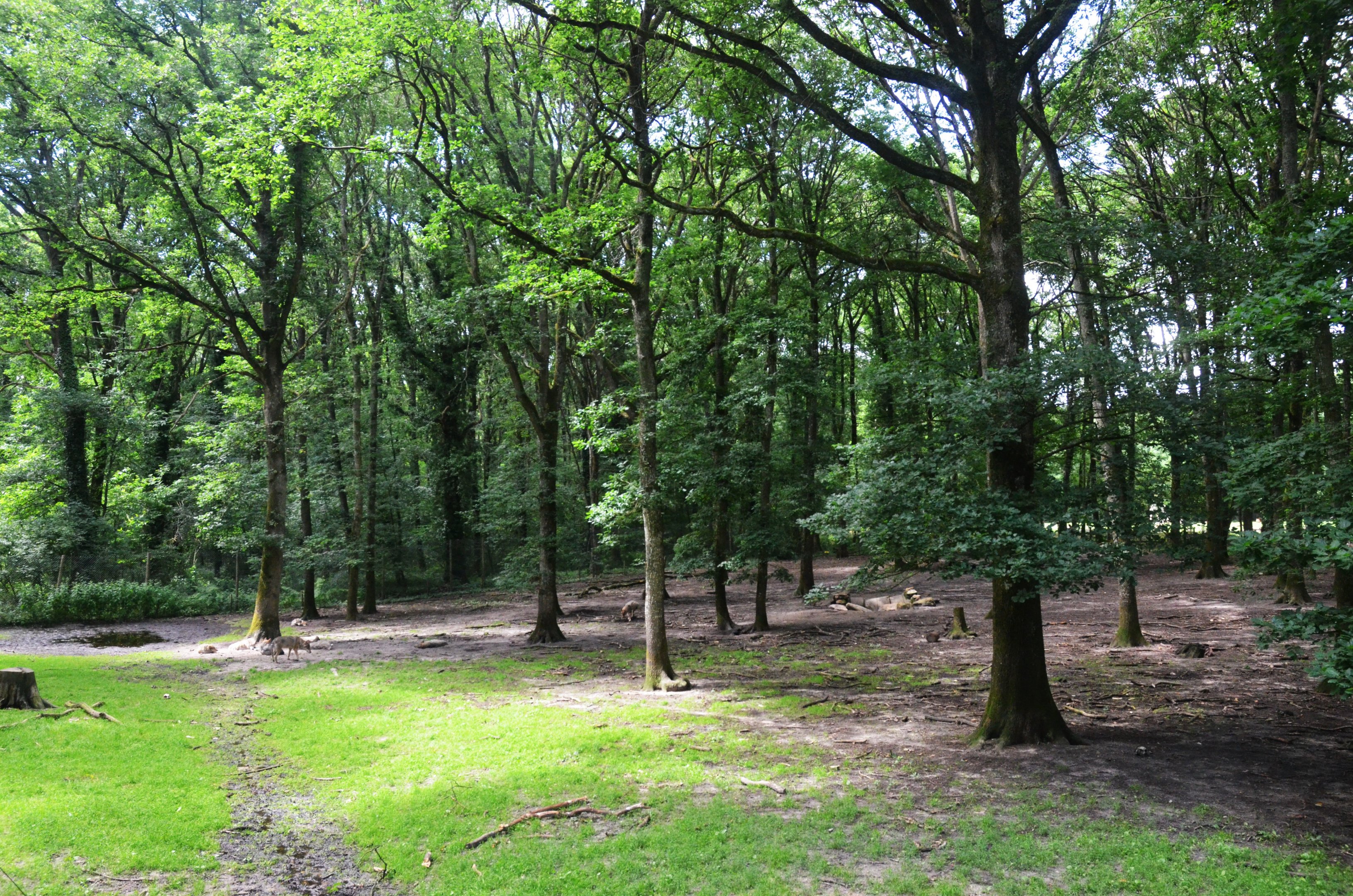 European Wolf Enclosure at Pescheray, 13/06/18
