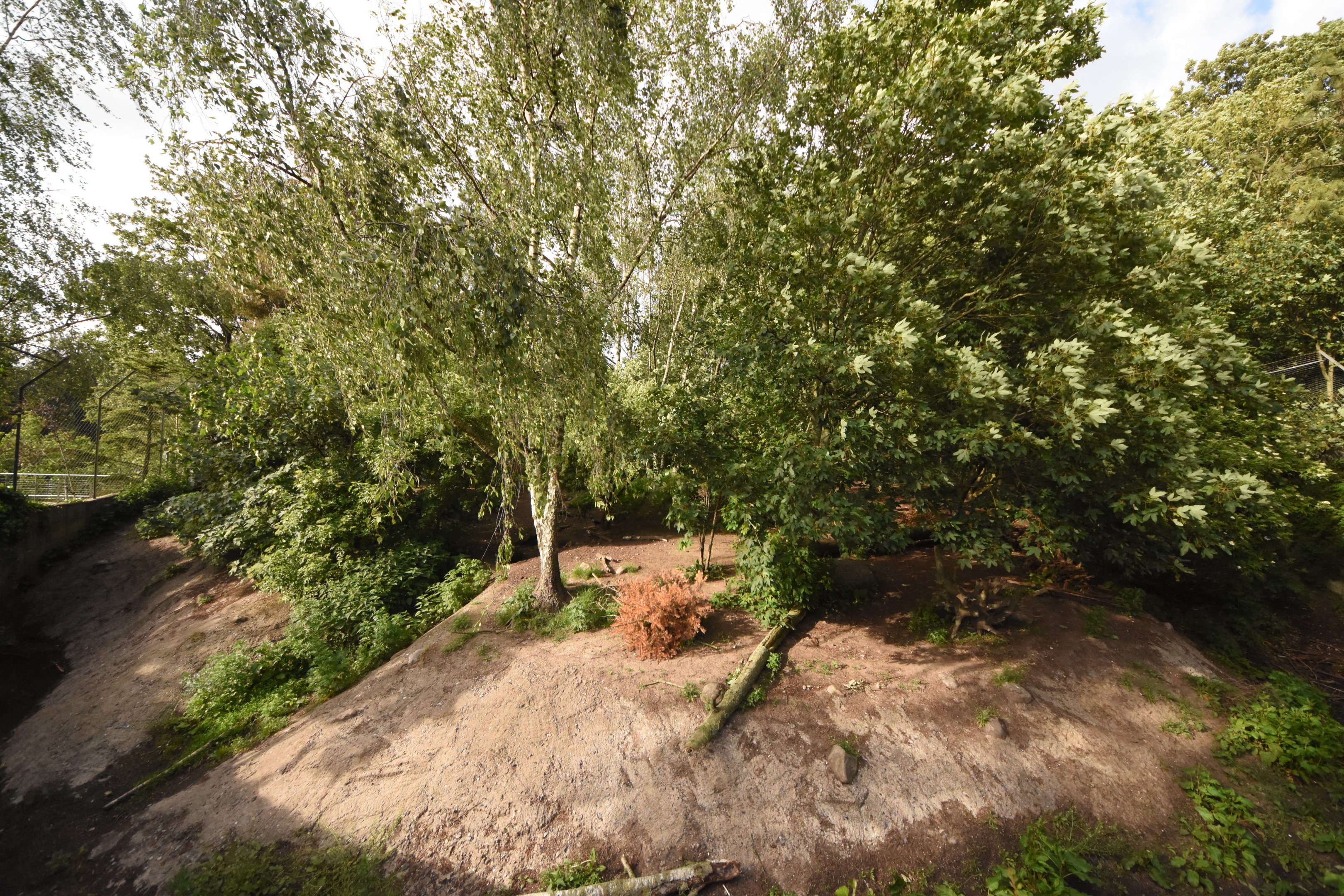 European wolf enclosure