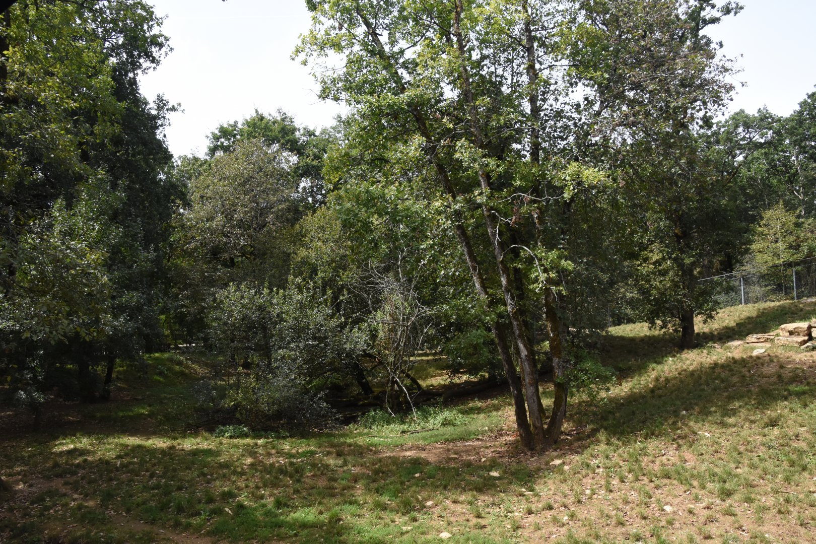 European Wolf enclosure