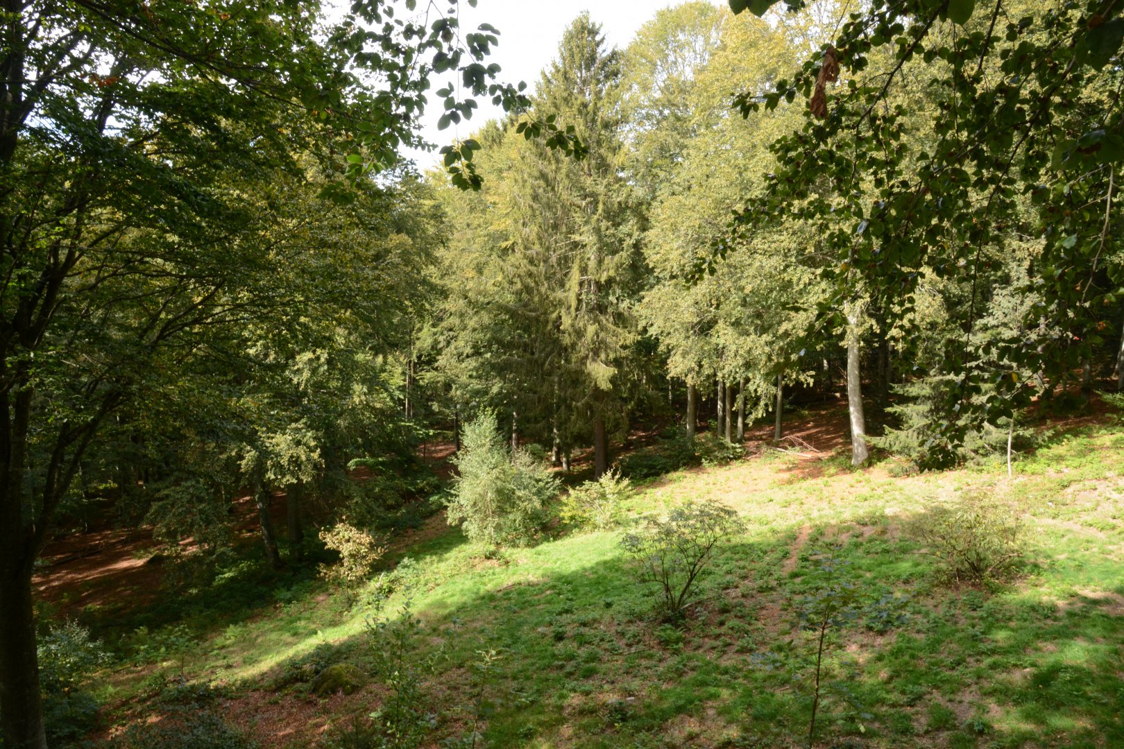 European wolf enclosure