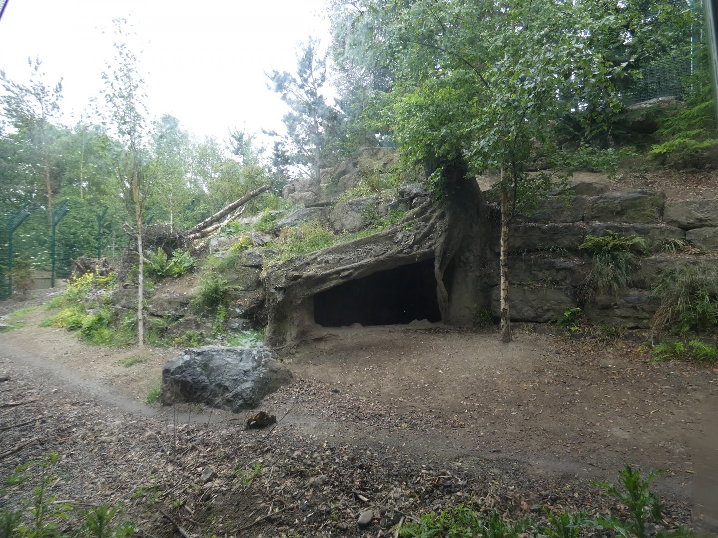 European wolf enclosure