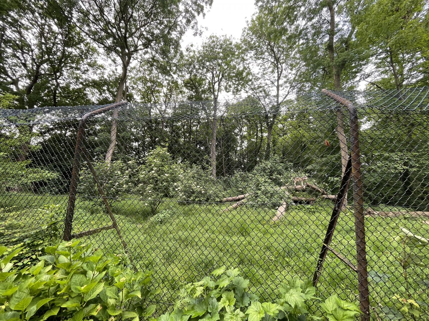 European Wolf Enclosure