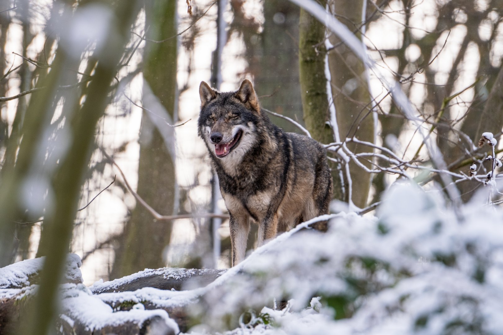European Wolf enjoys winter