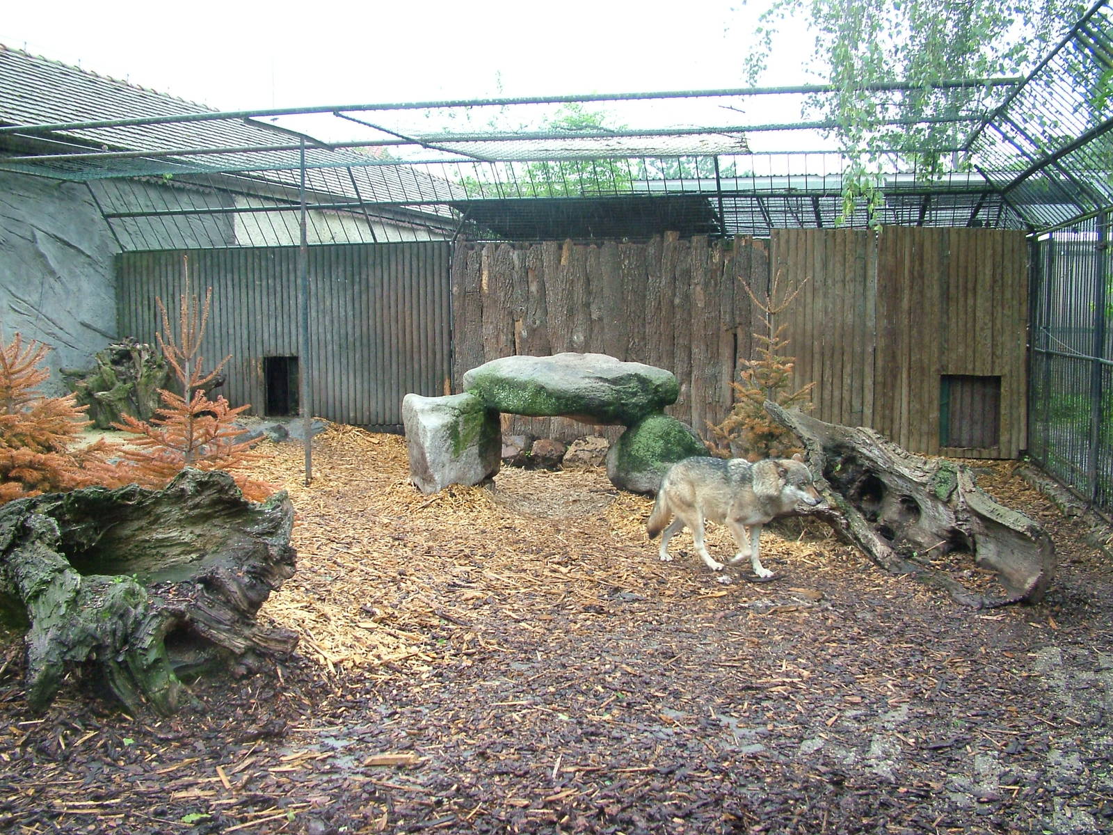 European Wolf exhibit at Ohrada, 26/05/10