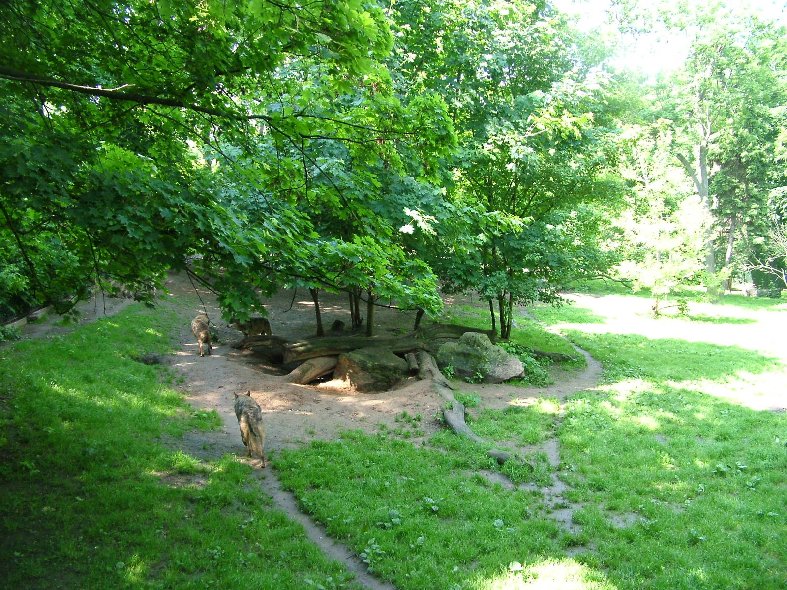 European Wolf exhibit at Prague, 24/05/10