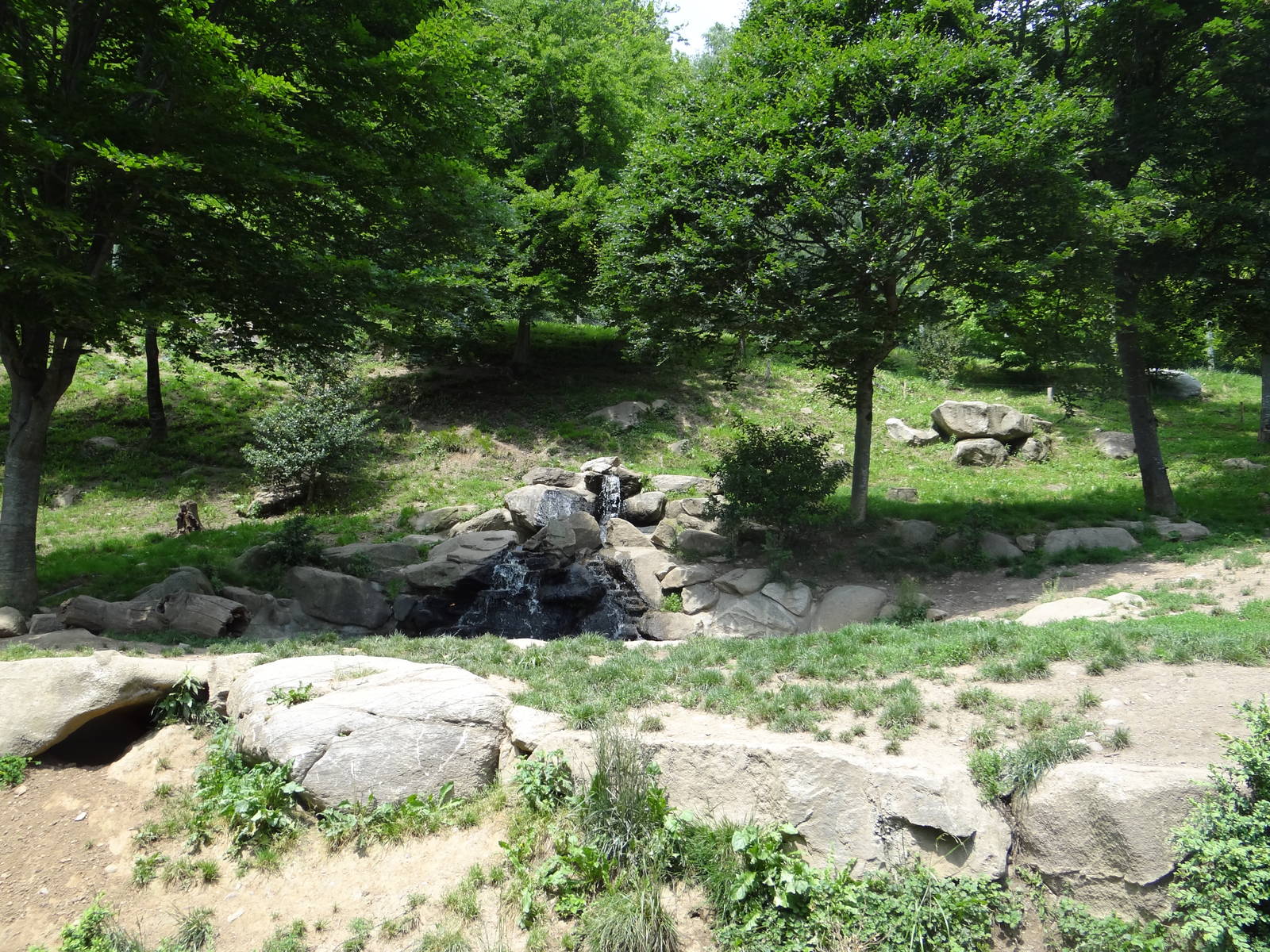 European wolf exhibit