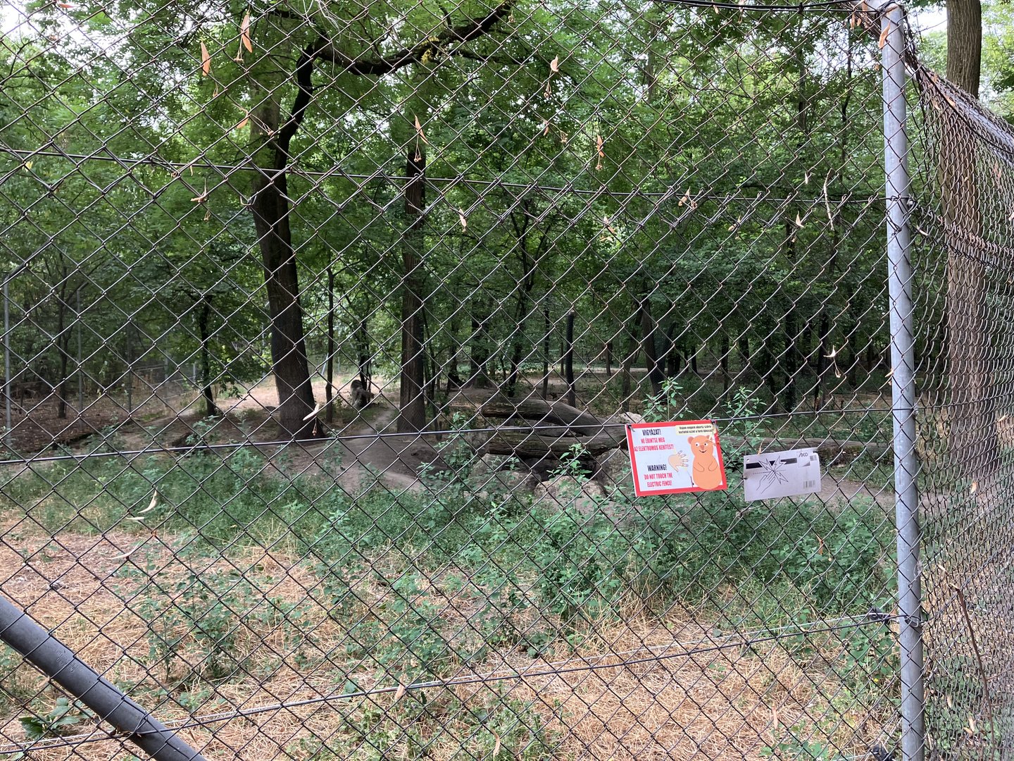 European wolf exhibit