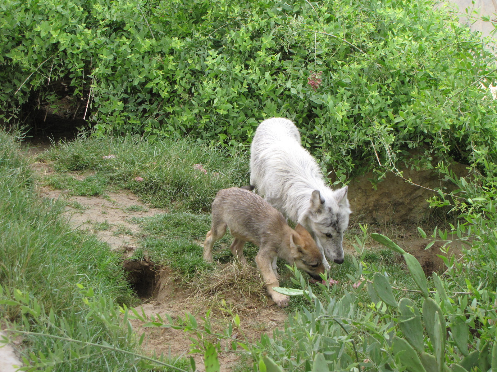 European wolf Family