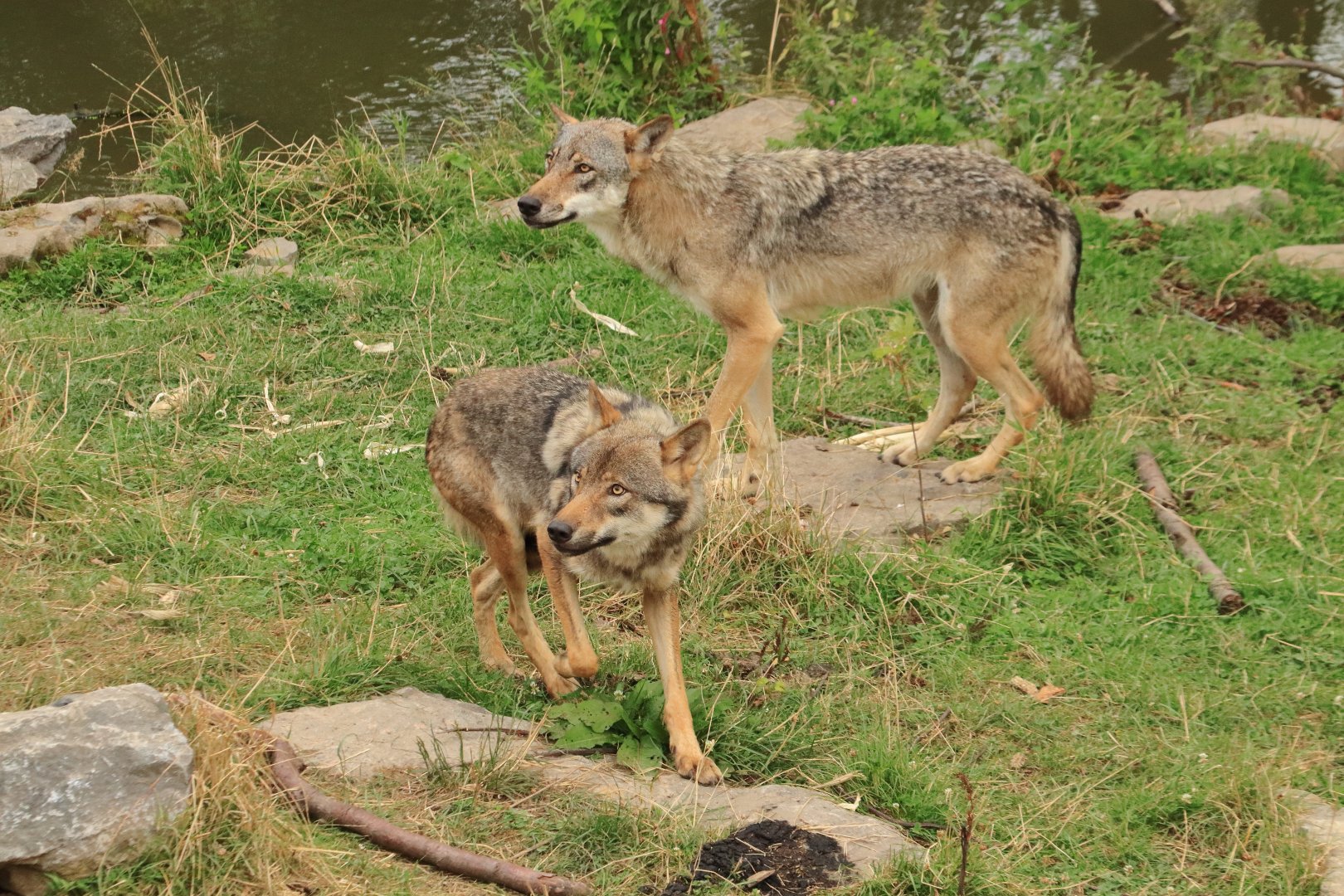 European wolf (July 2020)