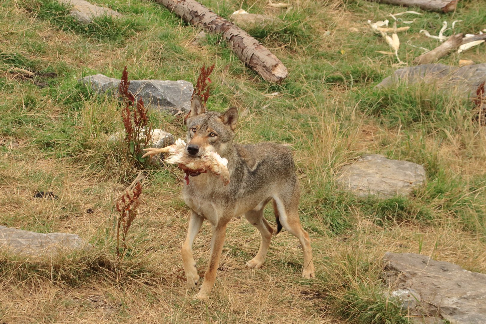 European wolf (July 2020)