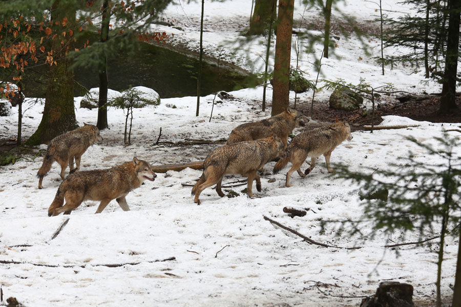 european wolf pack
