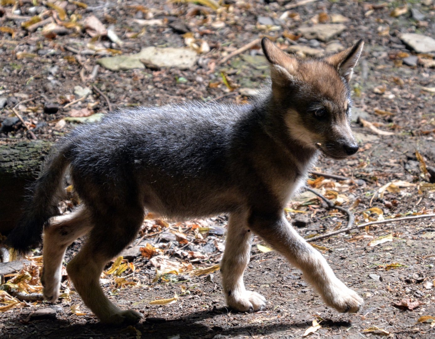 European Wolf pup