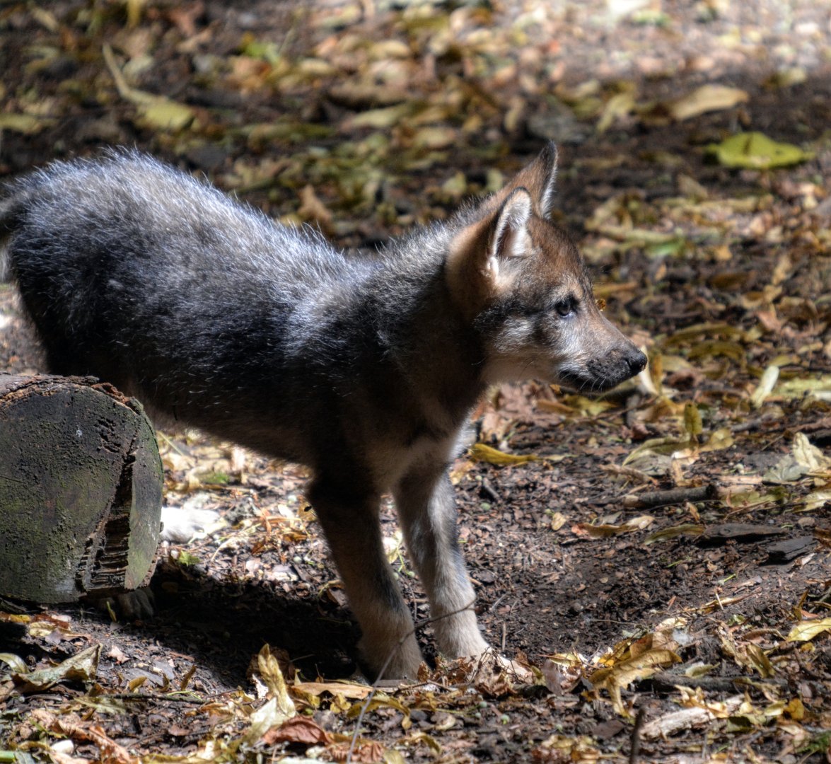 European Wolf Pup