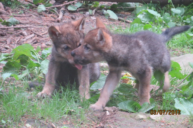 European Wolf Pups