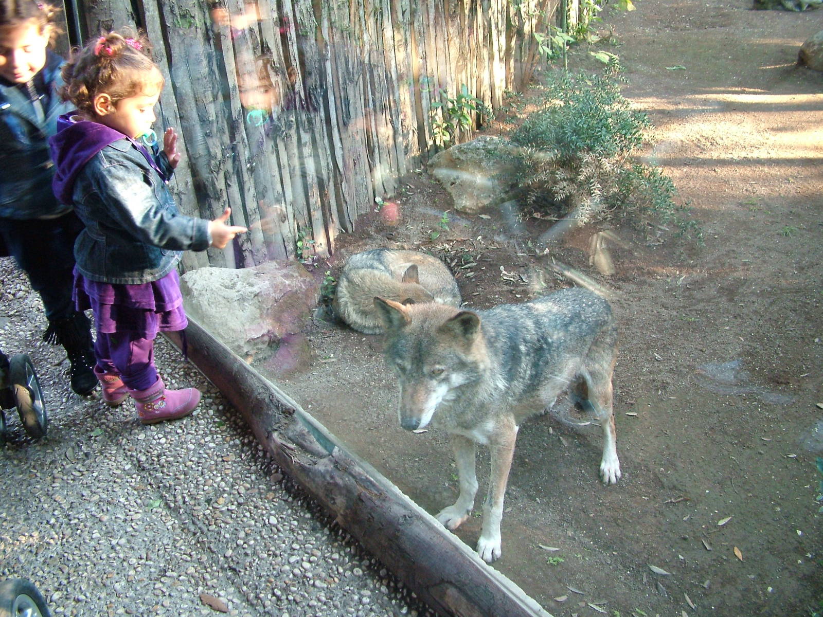 European Wolf viewing at Bioparco Rome 15/10/09