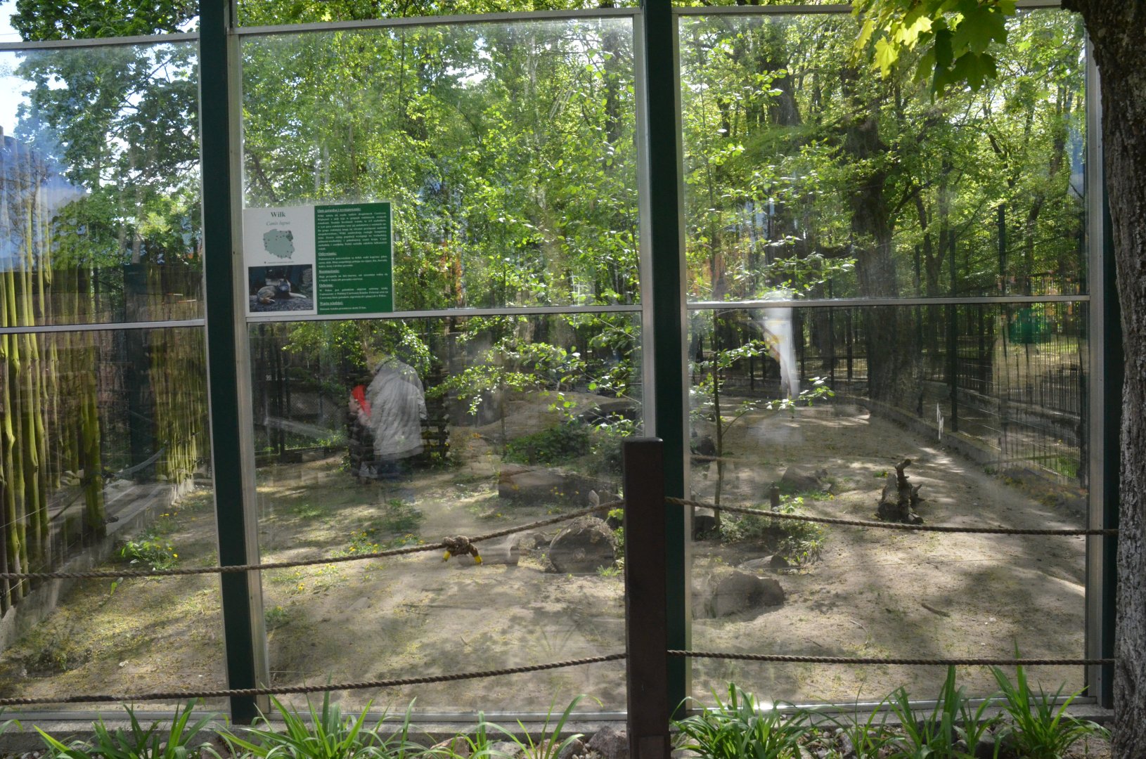 European Wolf Viewing Window at Akcent Zoo Białystok, 08/05/19