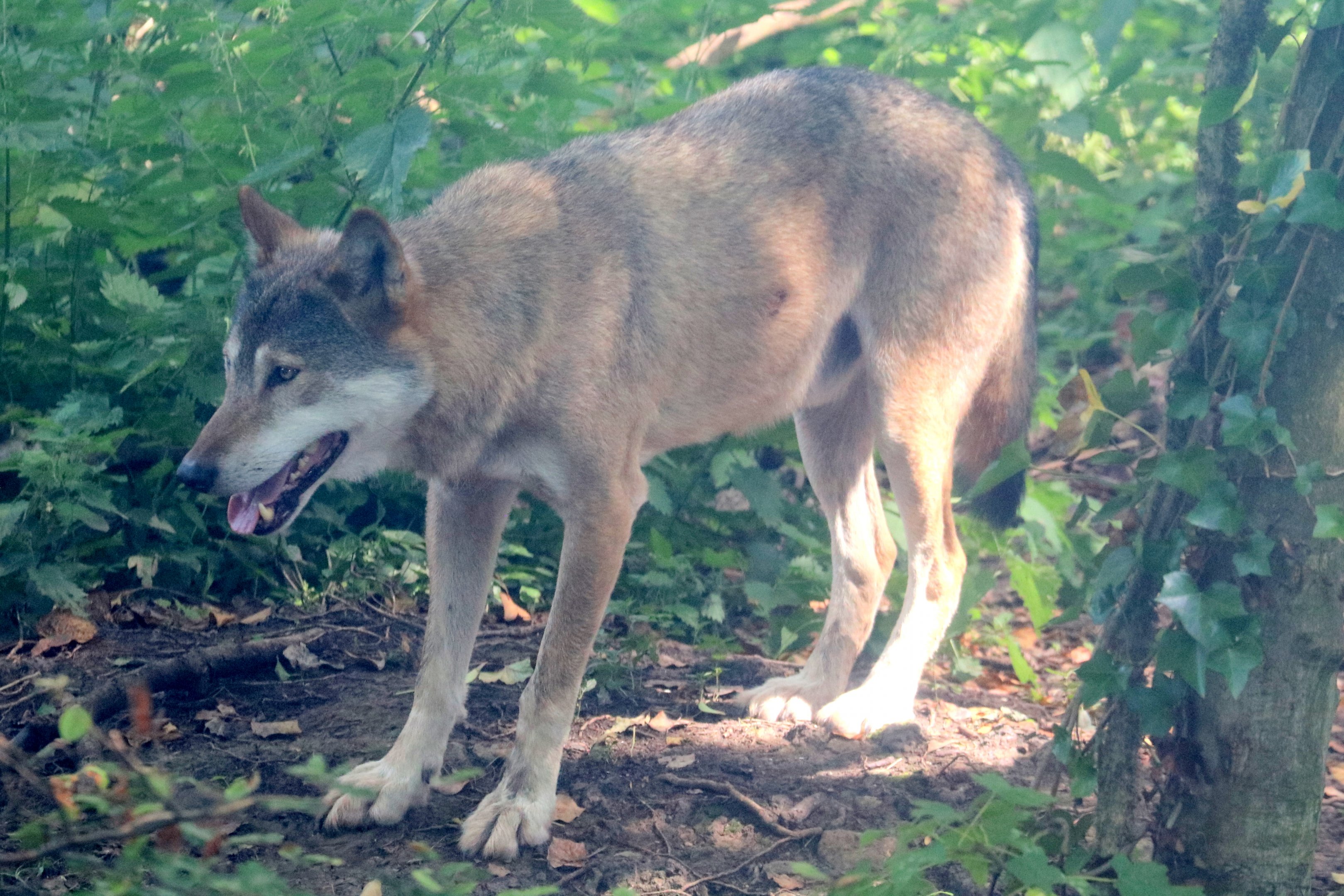European wolf; Wild Place; 22nd July 2021