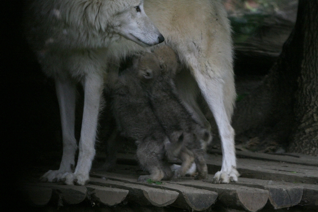 European Wolf with Cubs