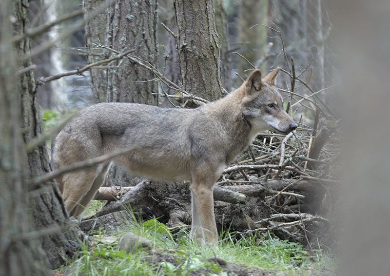 European wolf