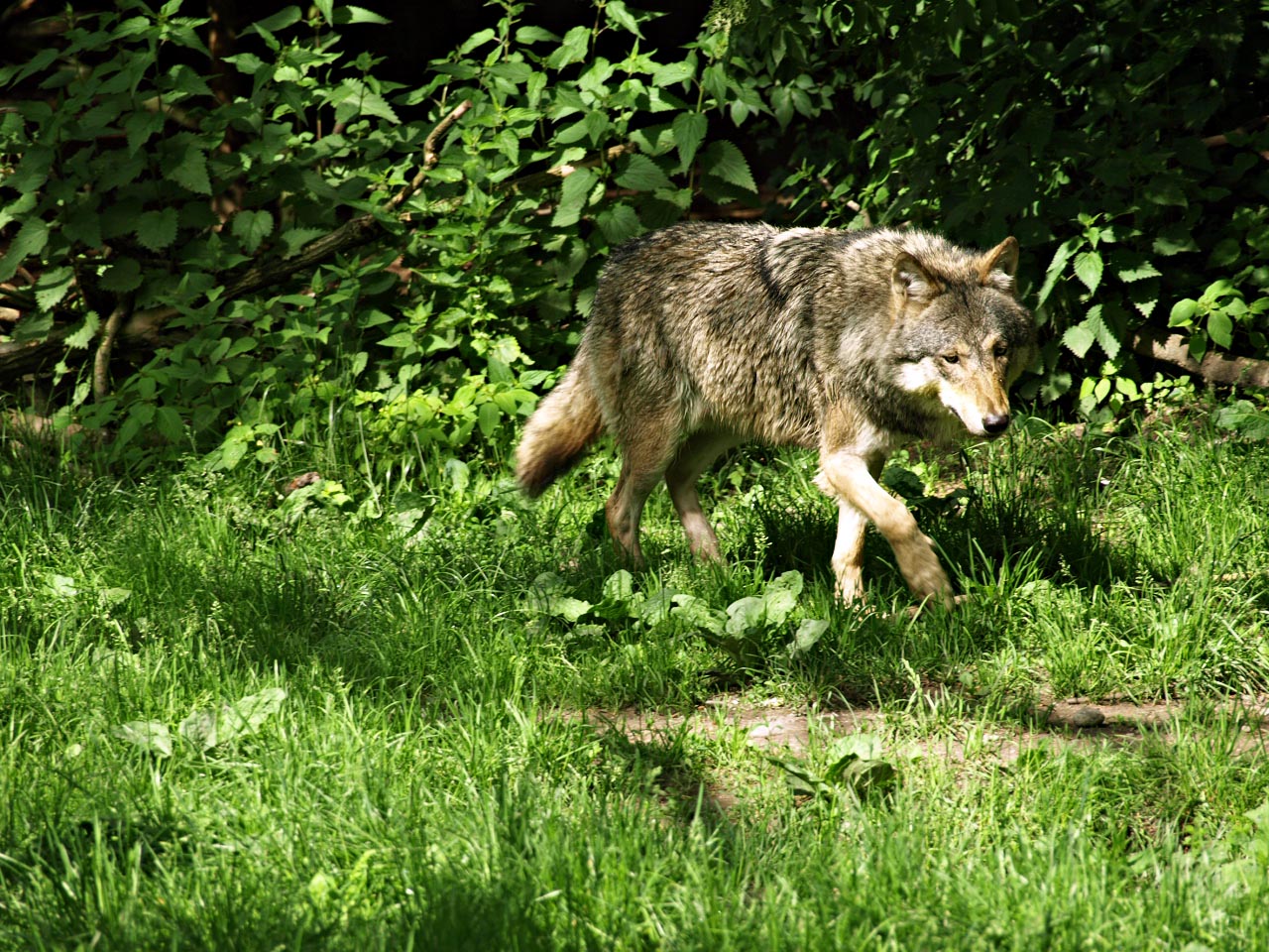 European wolf