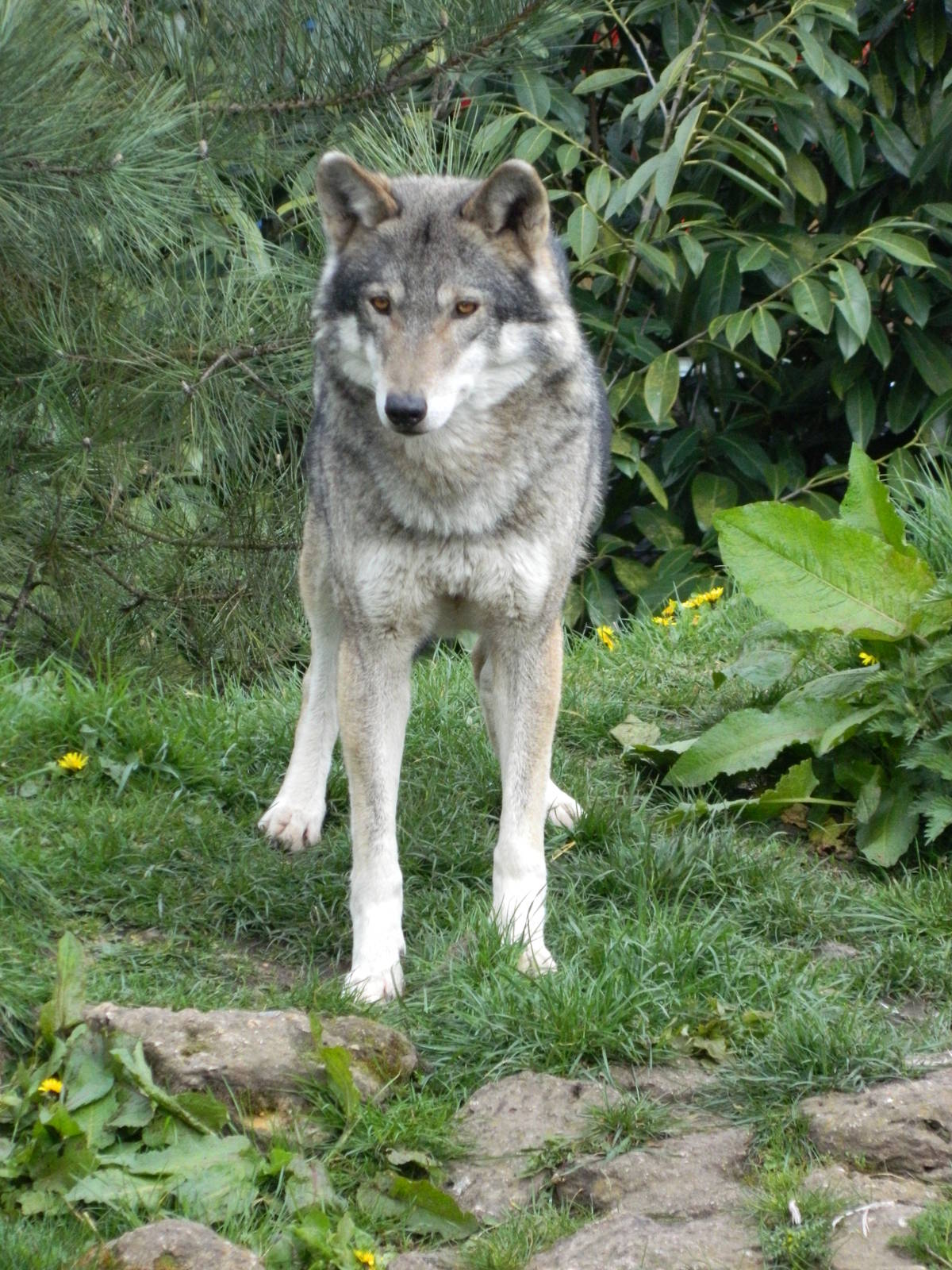 European Wolf