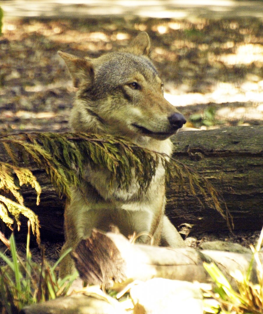 European wolf