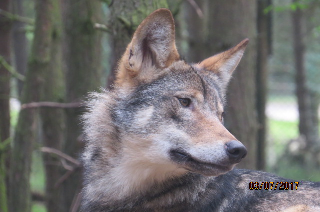 European Wolf