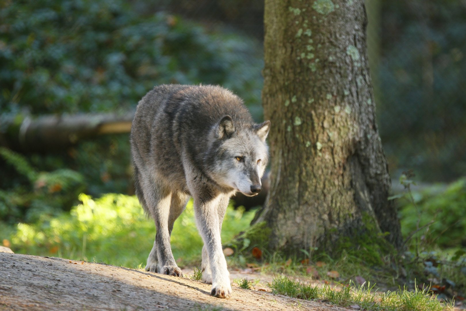 European Wolf