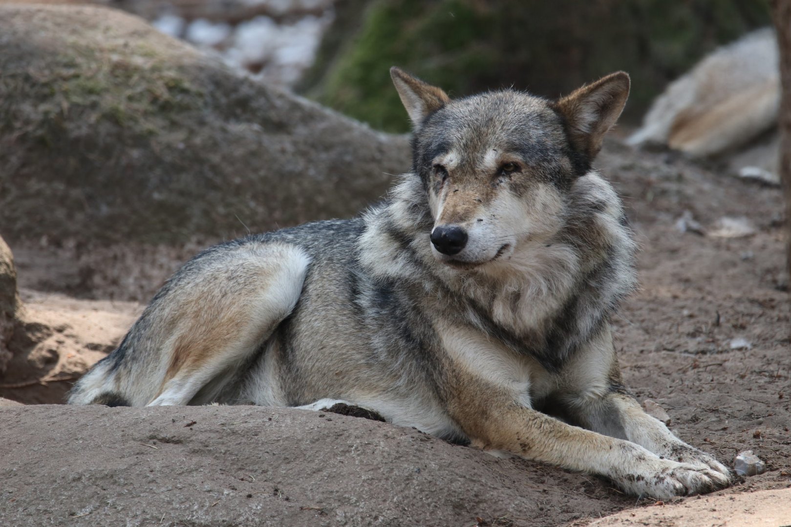 European wolf