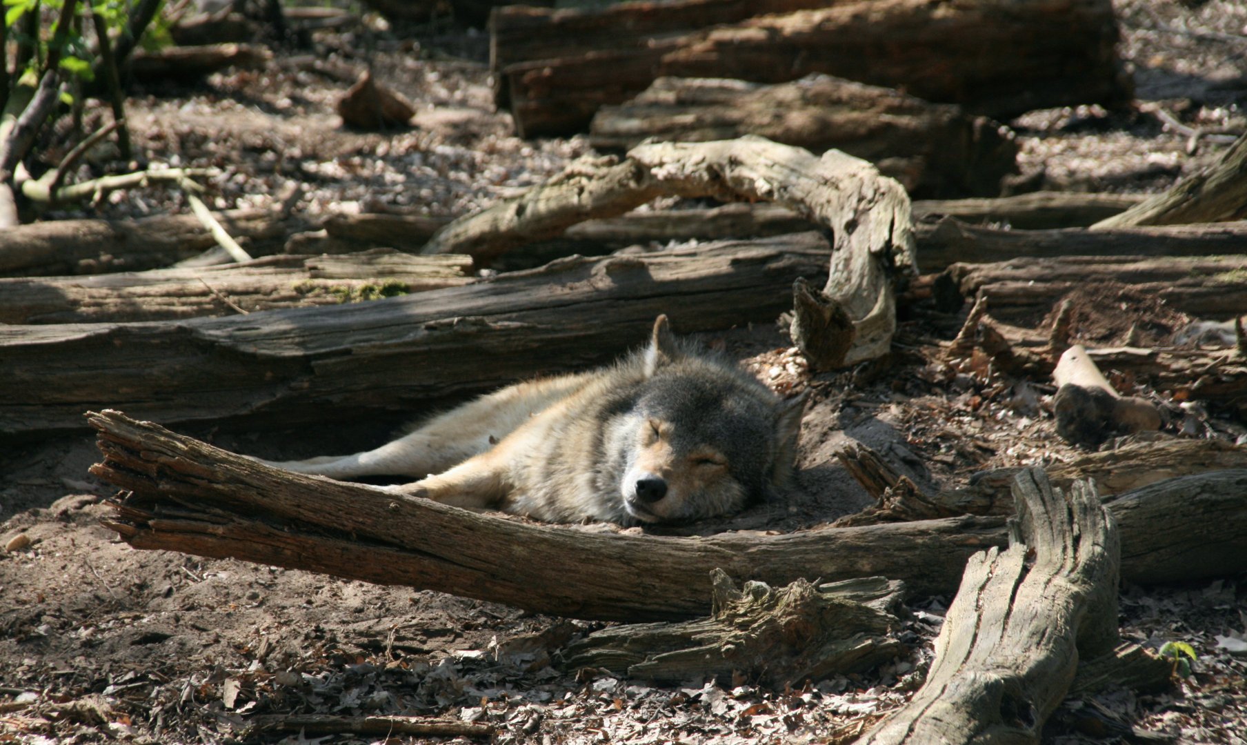 European wolf