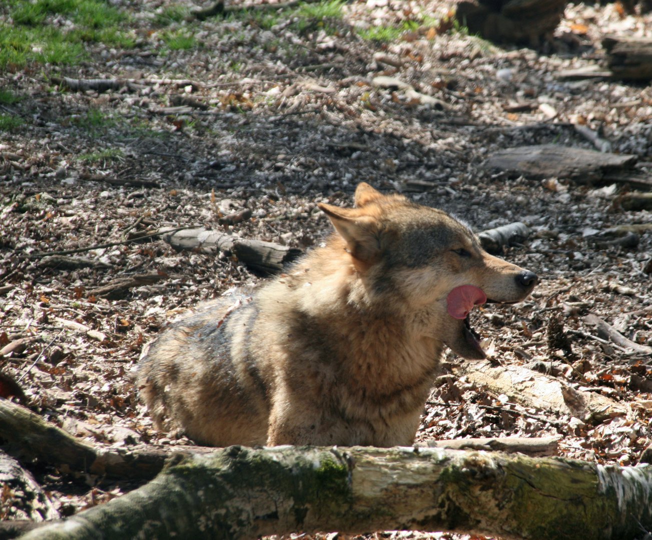 European wolf