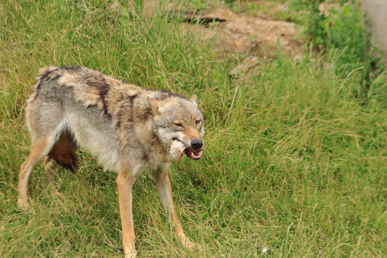 European wolf
