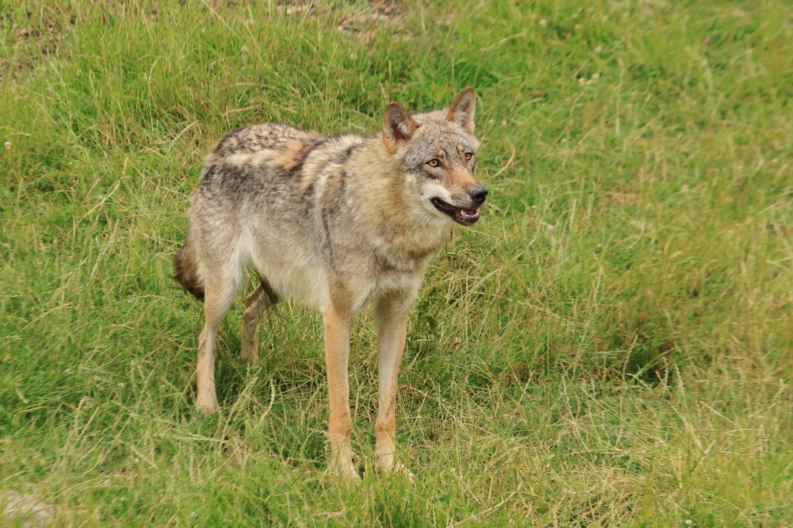 European wolf