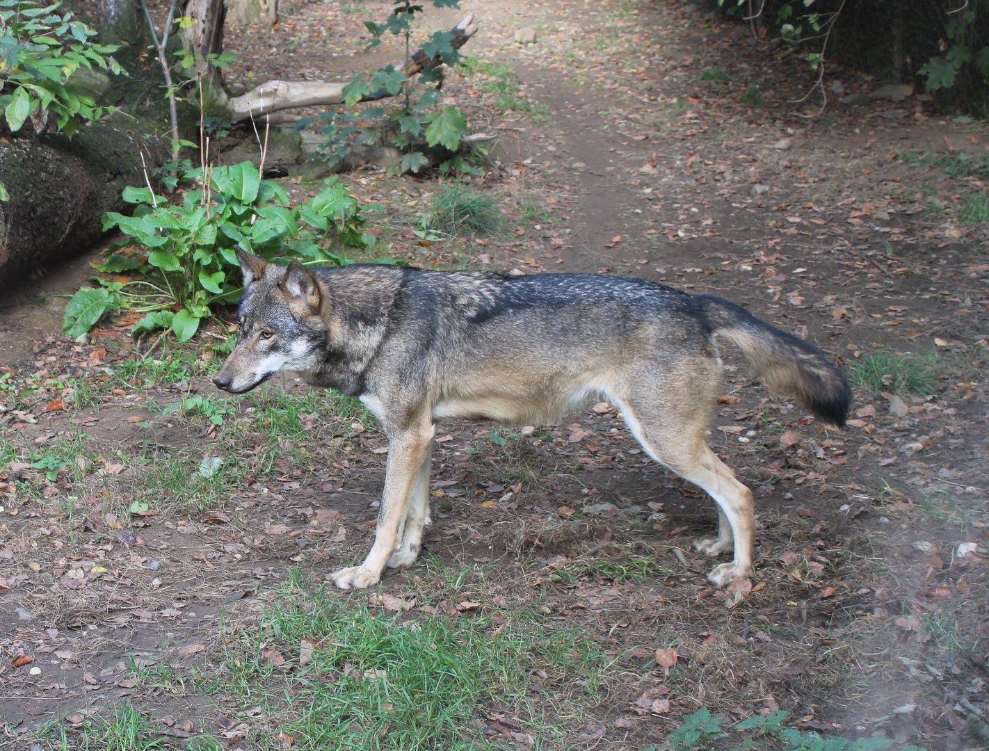 European wolf