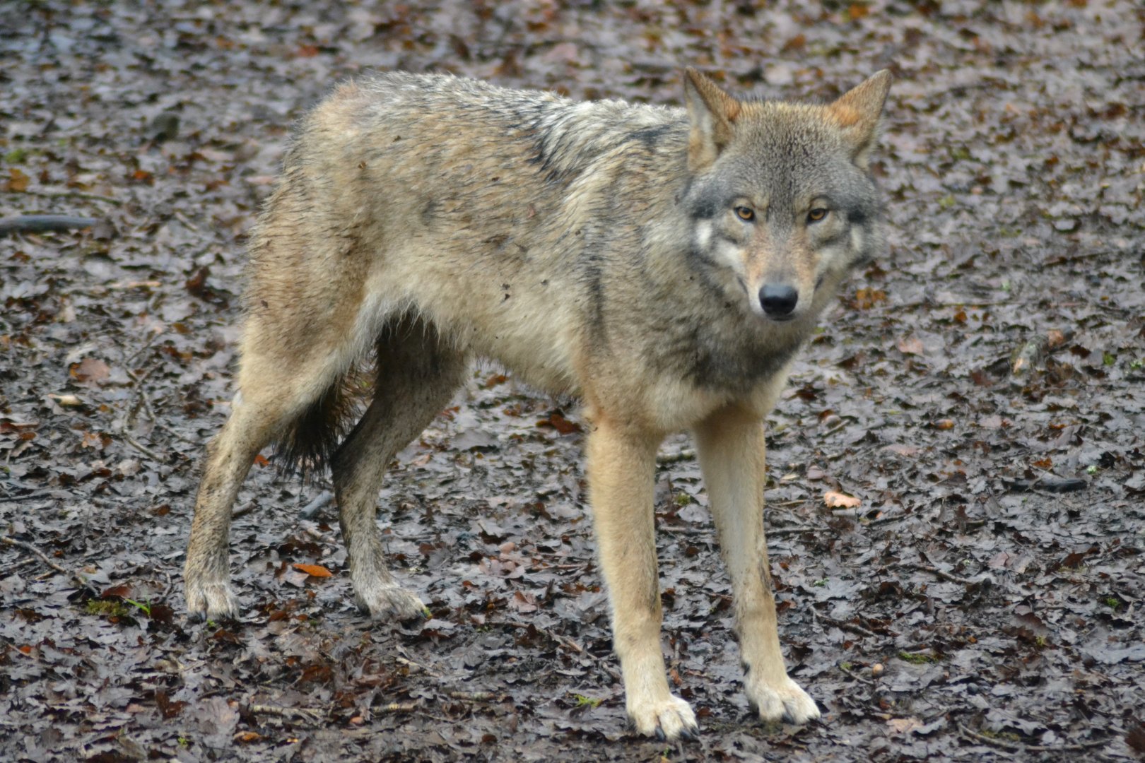 European wolf