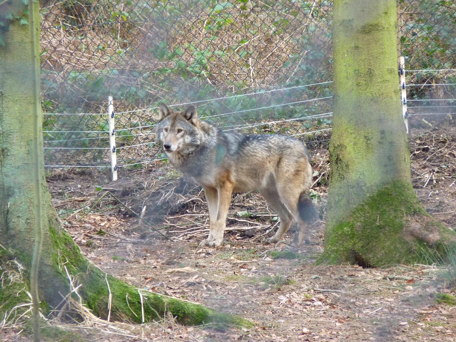 European Wolf